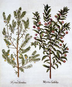 Myrtevariëteiten, uit Hortus Eystettensis, door Basil Besler, 1613